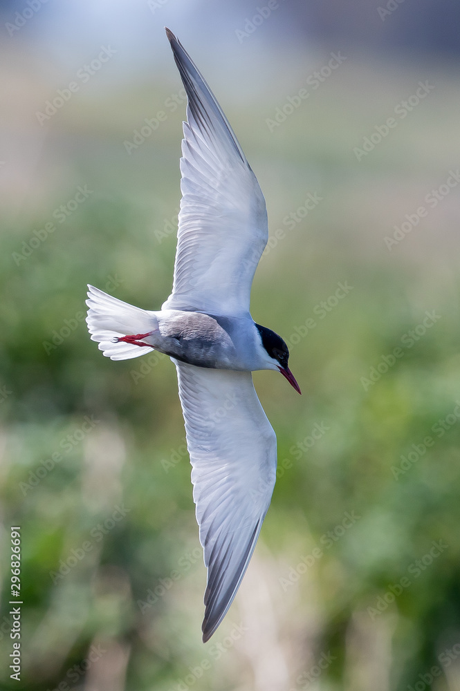 Whiskered Tern in Australia Whiskered Tern in Australia