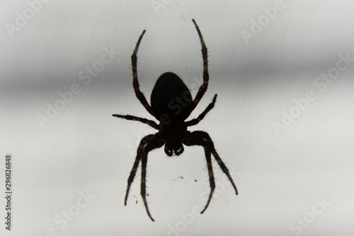 silhouette of a spider