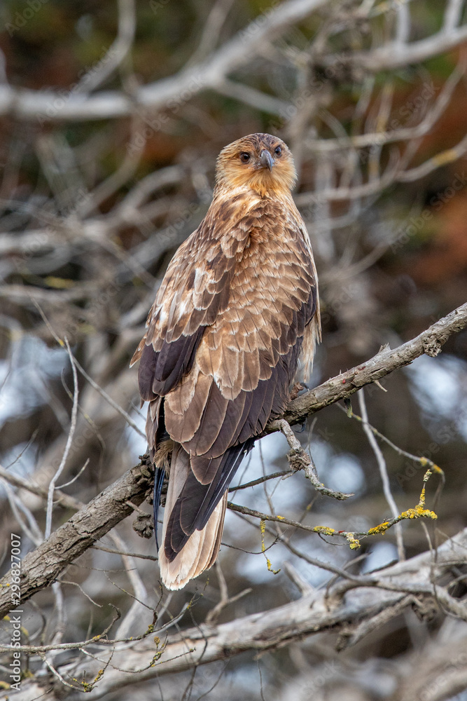 Whistling Kite in Australia Whistling Kite in Australia