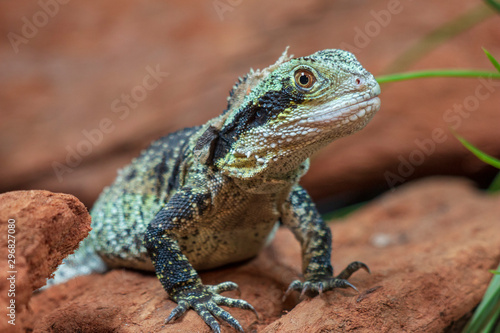 A lizard sitting on red rocks © Kathy
