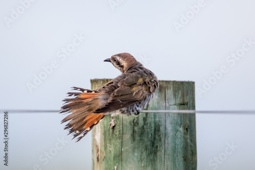 Horsfield's Bronze Cuckoo photo