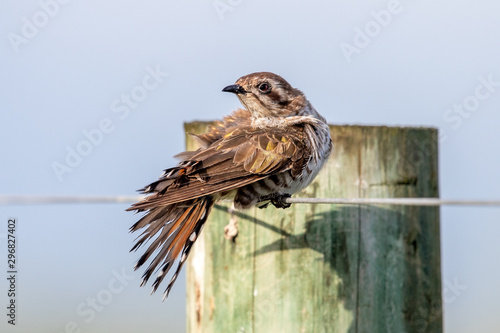 Horsfield's Bronze Cuckoo photo