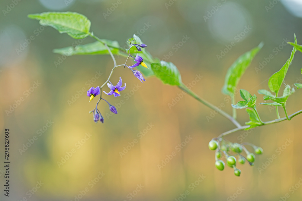 Bittersweet nightshade (Solanum dulcamara) red fruits with leaves close
