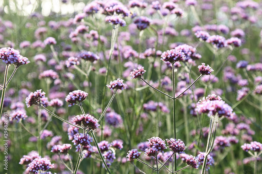 Lilac field flowers grow in the city organization of prostration Lilac field flowers grow in the city organization of prostration