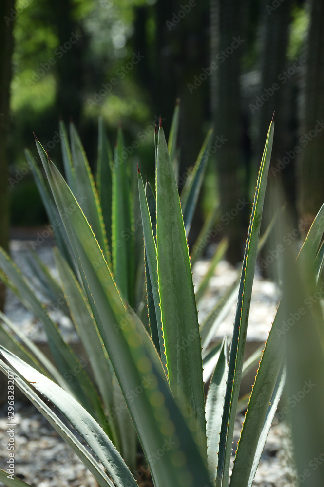 Obraz premium detail of young green agave plant