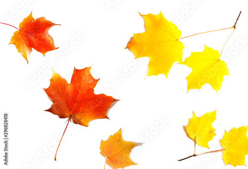 Autumn background witn maple leaves