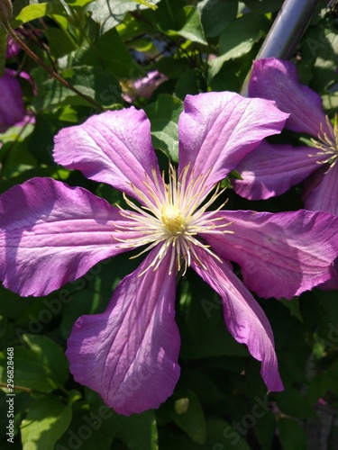purple flower in garden