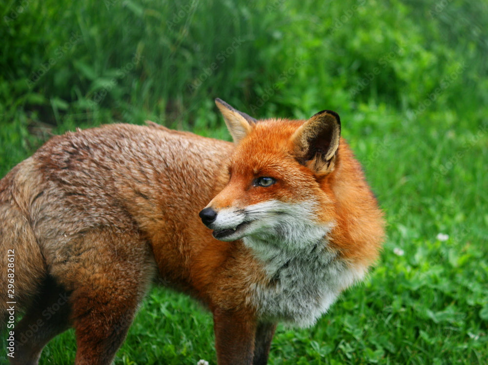 Fototapeta premium red fox in wild
