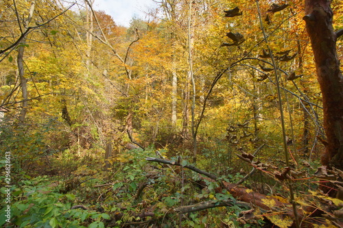 jesień jura dolina Racławki