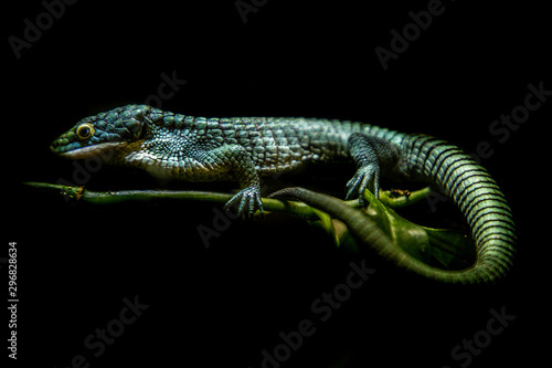 lizard on a black background