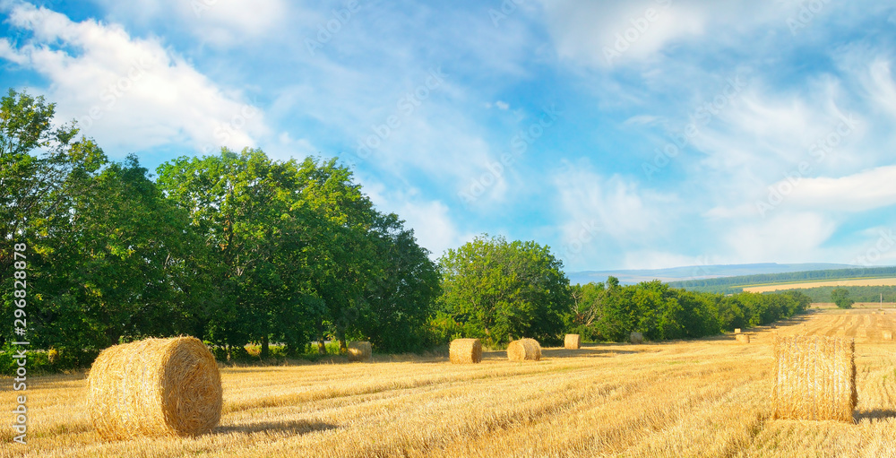 Straw bales on a wheat field and blue sky. Wide photo.