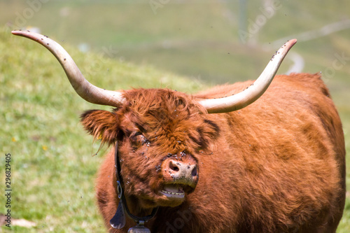Scottish Highland Cattle in the Swiss Alps