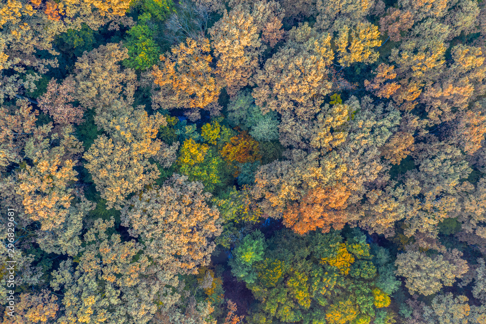 Beautiful autumn in the Lug forest near Bjelovar, Bjelovar Bilogora County, Croatia Beautiful autumn in the Lug forest near Bjelovar, Bjelovar Bilogora County, Croatia