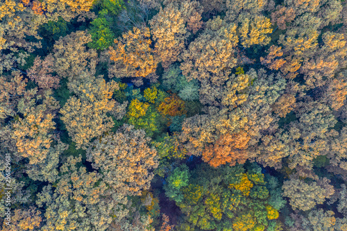 Beautiful autumn in the Lug forest near Bjelovar, Bjelovar Bilogora County, Croatia 