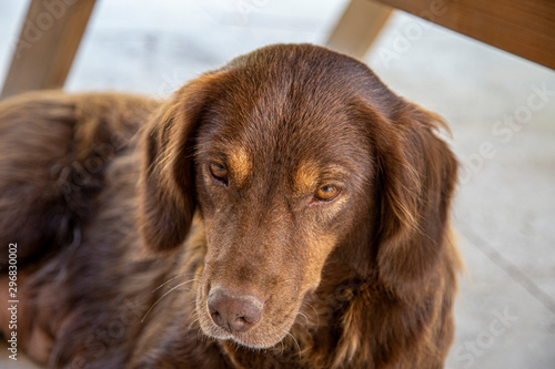 A portrait of brown dog © Сергей Луговский