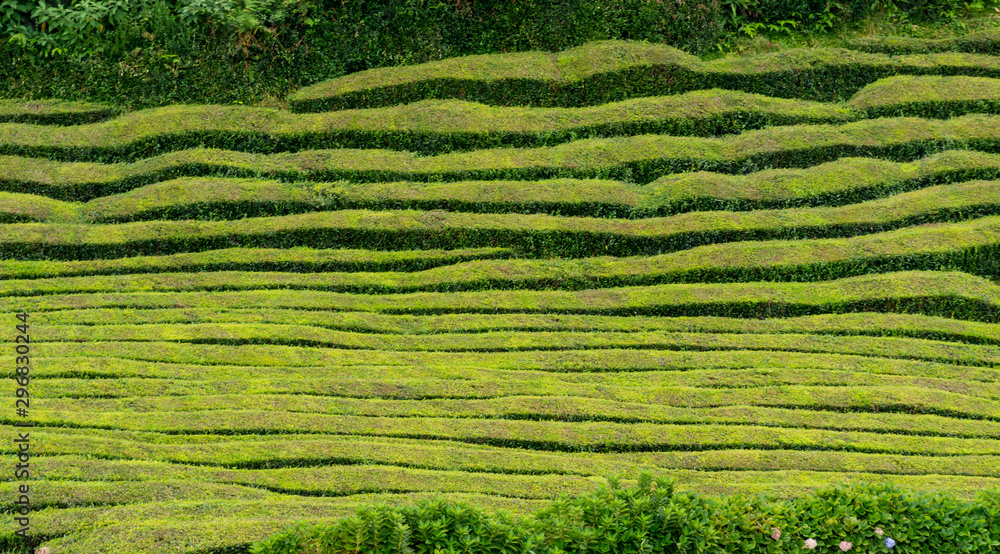 Cha Gorreana tea plantation on Sao Miguel Azores Portugal