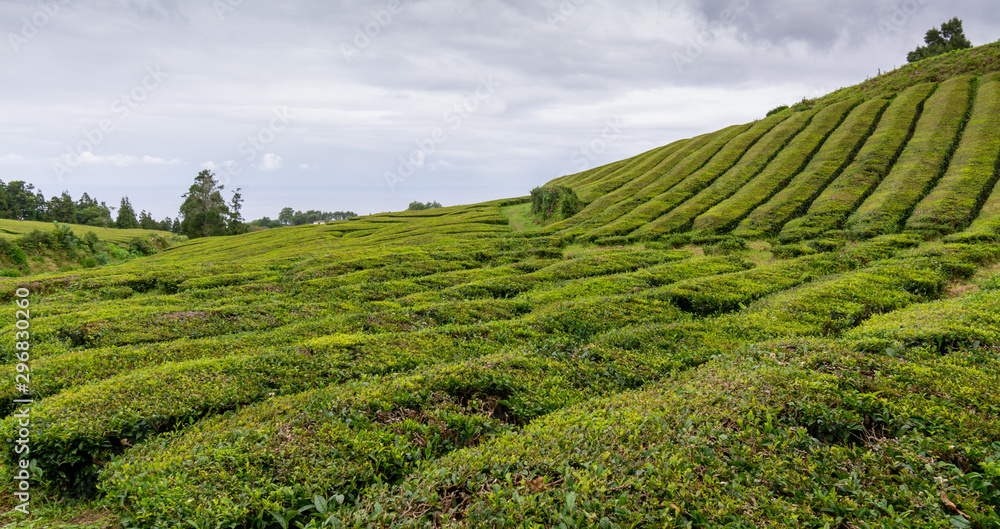 Cha Gorreana tea plantation on Sao Miguel Azores Portugal