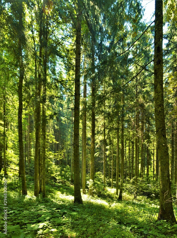 landscape with forest in summer landscape with forest in summer
