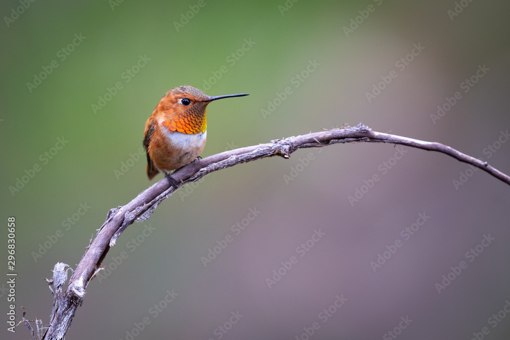 Fototapeta premium Rofus Portrait