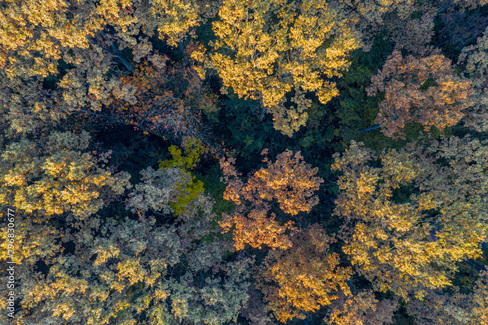 Beautiful autumn in the Lug forest near Bjelovar, Bjelovar Bilogora County, Croatia 