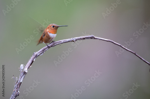 Rofus Taking Flight photo