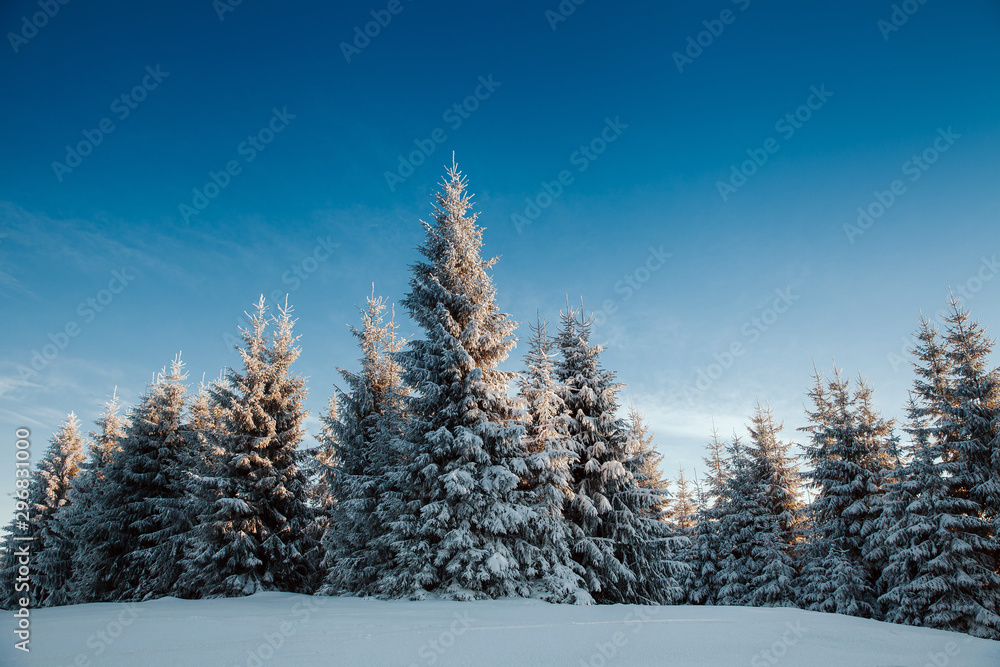 Naklejka premium Majestic winter landscape with snowy fir trees. Winter postcard.