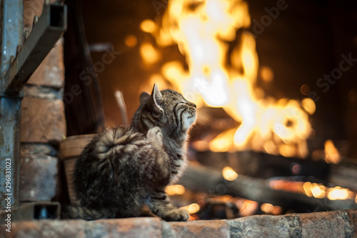 The cat enjoys the fire in the winter night