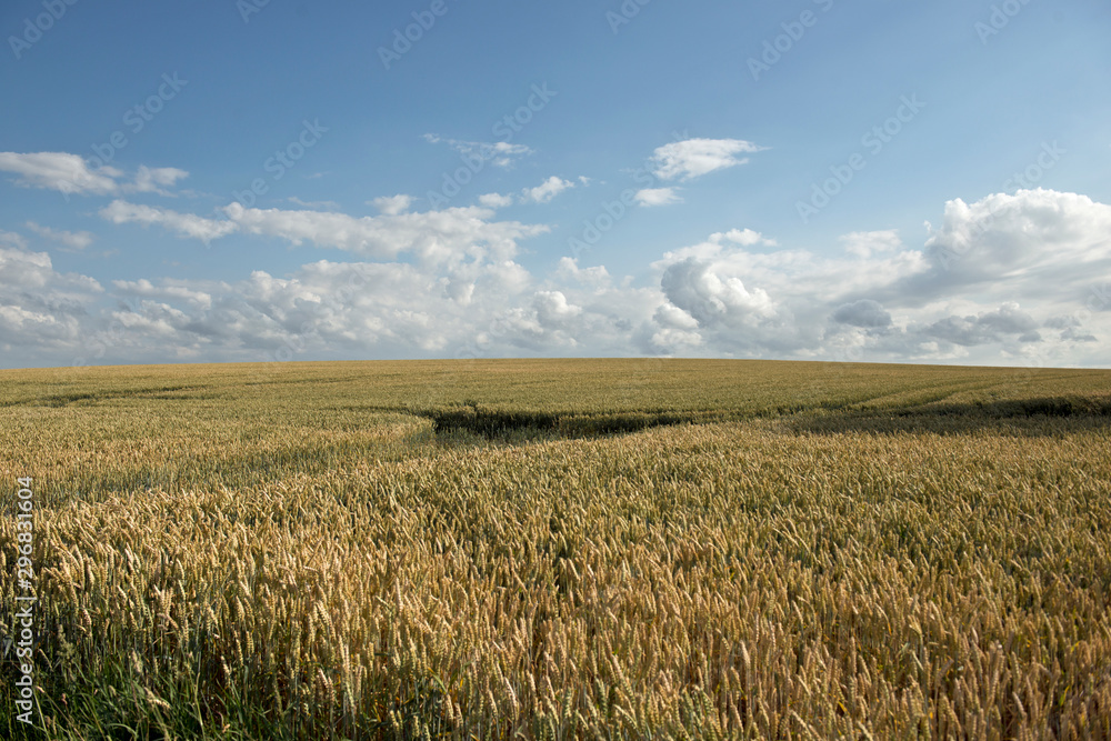 Huge grain field and a blue sky