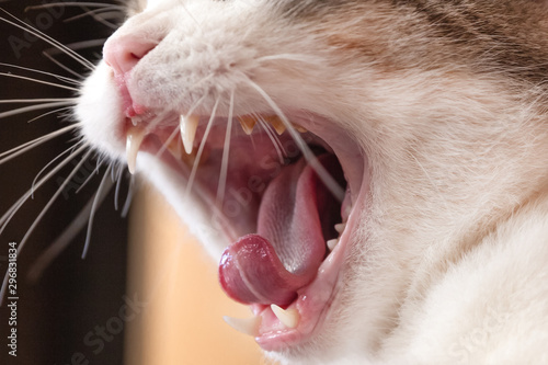 Opening mouth of cat. Yawning pet.Concept of care and treatment of teeth and oral cavity in pets.Close up. photo