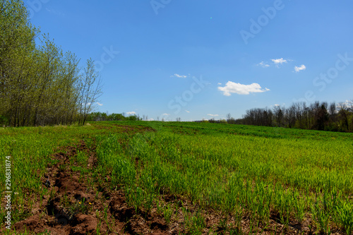 landscape with green field and blue sky