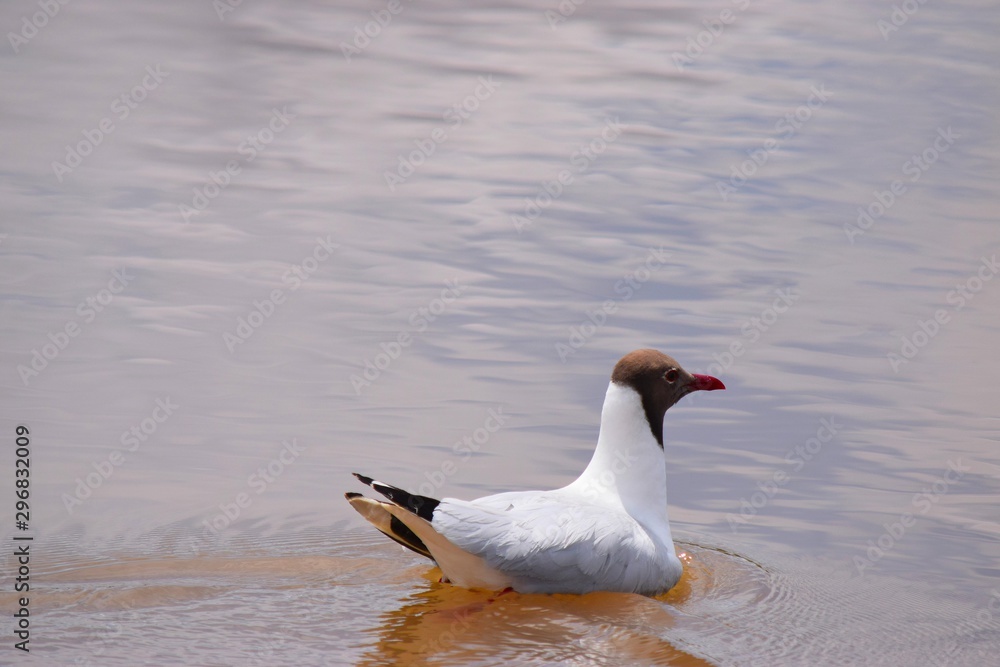 Fototapeta premium Bird floating in the waters of a river