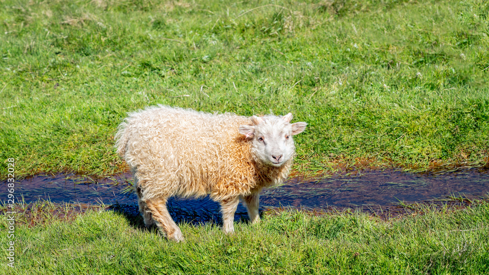 A cute Icelandic sheep by a small river of water looking at the camera, Iceland A cute Icelandic sheep by a small river of water looking at the camera, Iceland