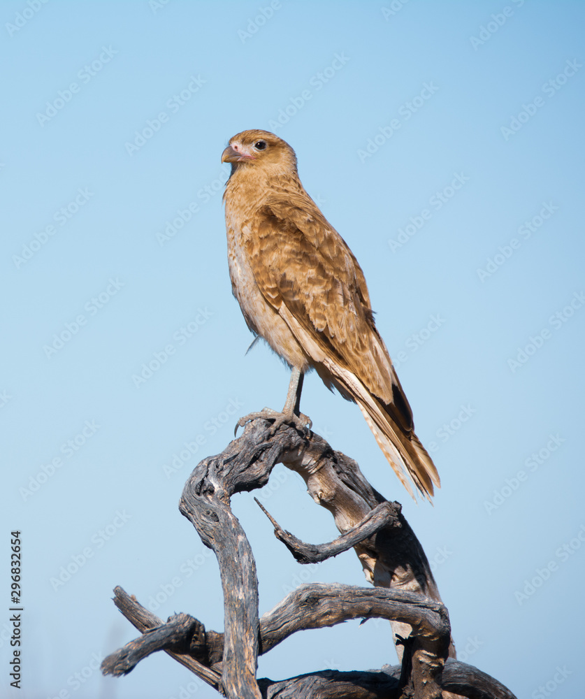 Caracara chimango