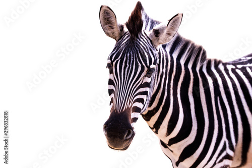 Close up of a zebra on a white background