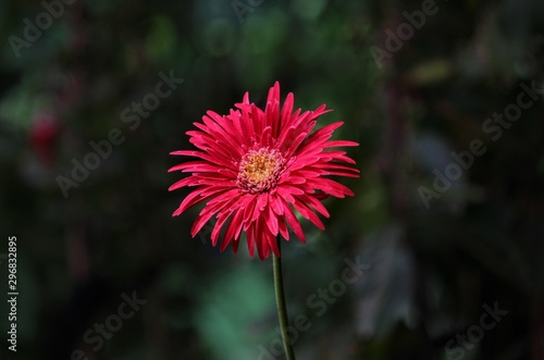 red flower in garden
