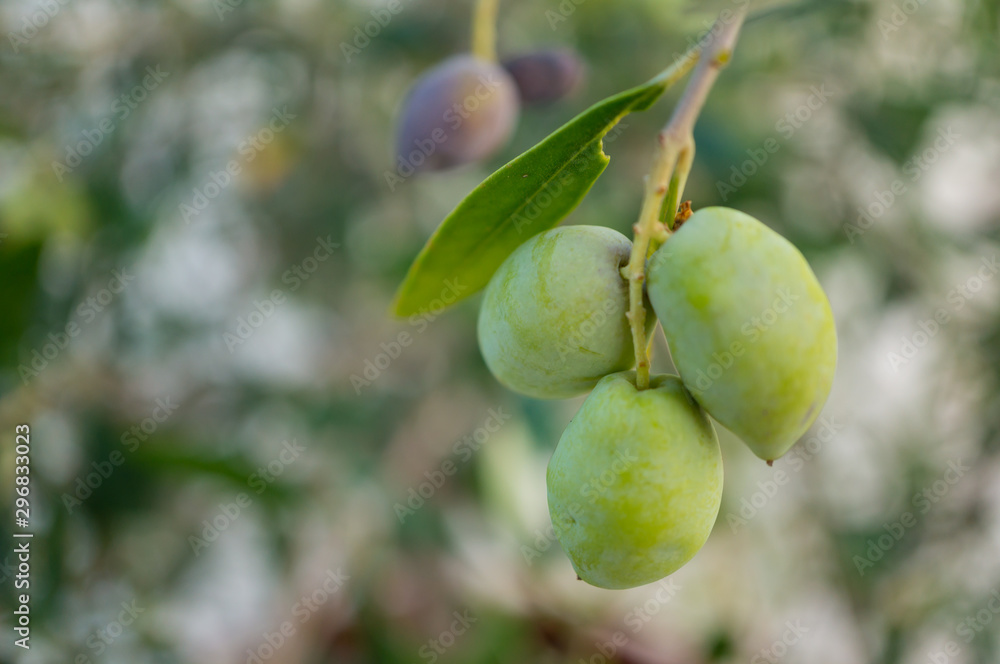 Green olives on a branch close-up. Soft focus, shallow depth of field Green olives on a branch close-up. Soft focus, shallow depth of field