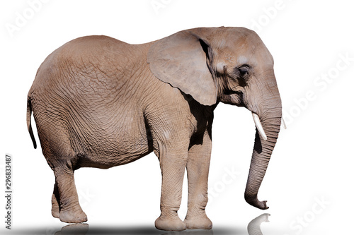 Elefant isolated on white with clipping path