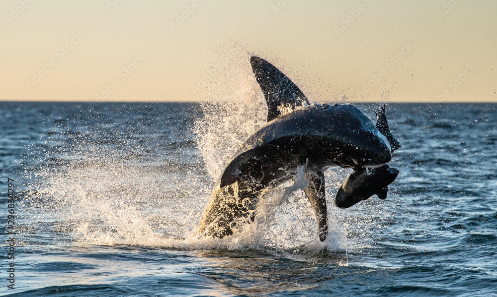 Fototapeta premium Breaching Great White Shark. Shark attacks the bait. Scientific name: Carcharodon carcharias. South Africa.