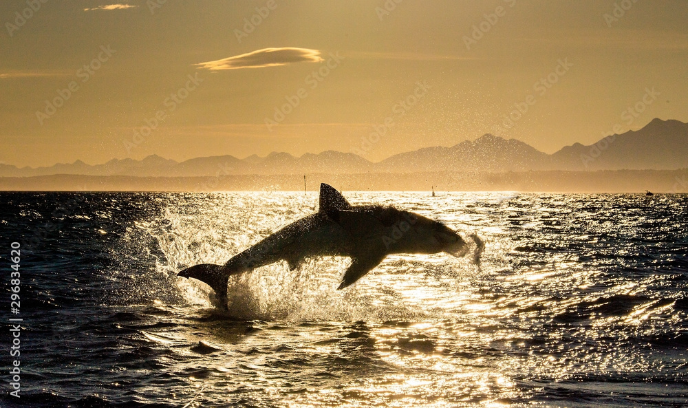 Fototapeta premium Silhouette of Great White Shark in jump. Red sky of sunrise. Breaching in attack. Scientific name: Carcharodon carcharias. South Africa.