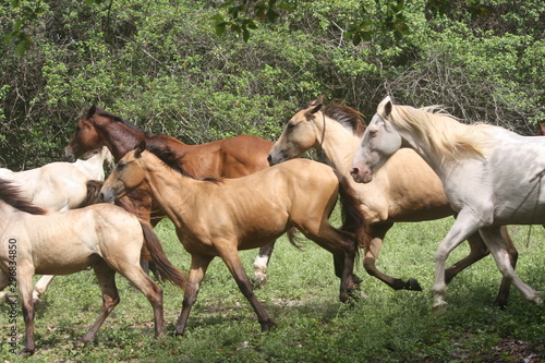 wild horse herd running free © aleigha