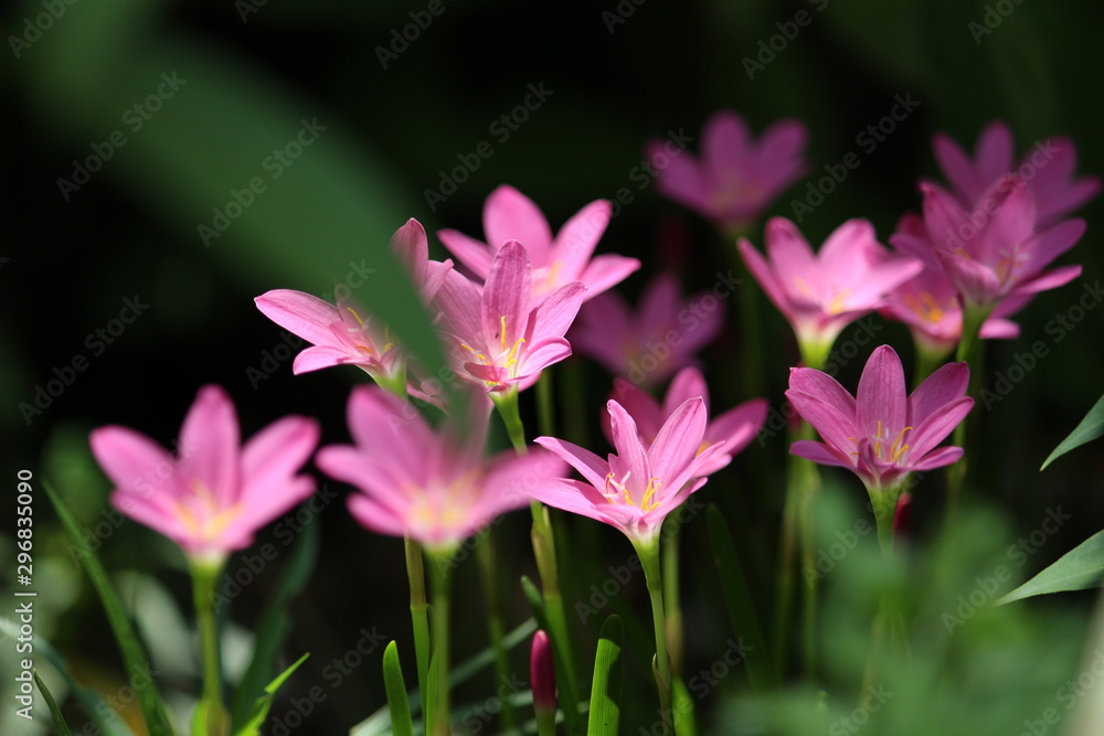 pink lily on green background pink lily on green background
