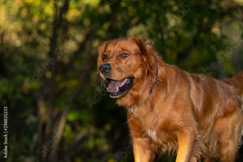 A happy golden retriever dog.