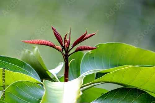 green plant in the garden