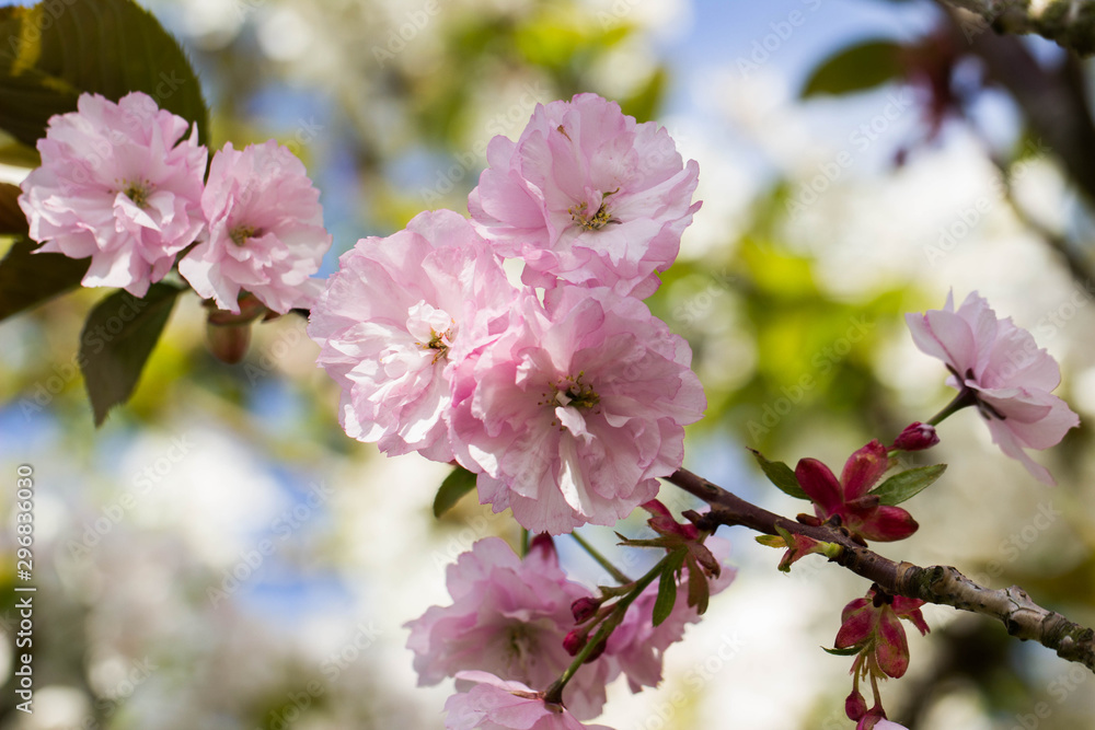 Kirschblüten Kirschblüten