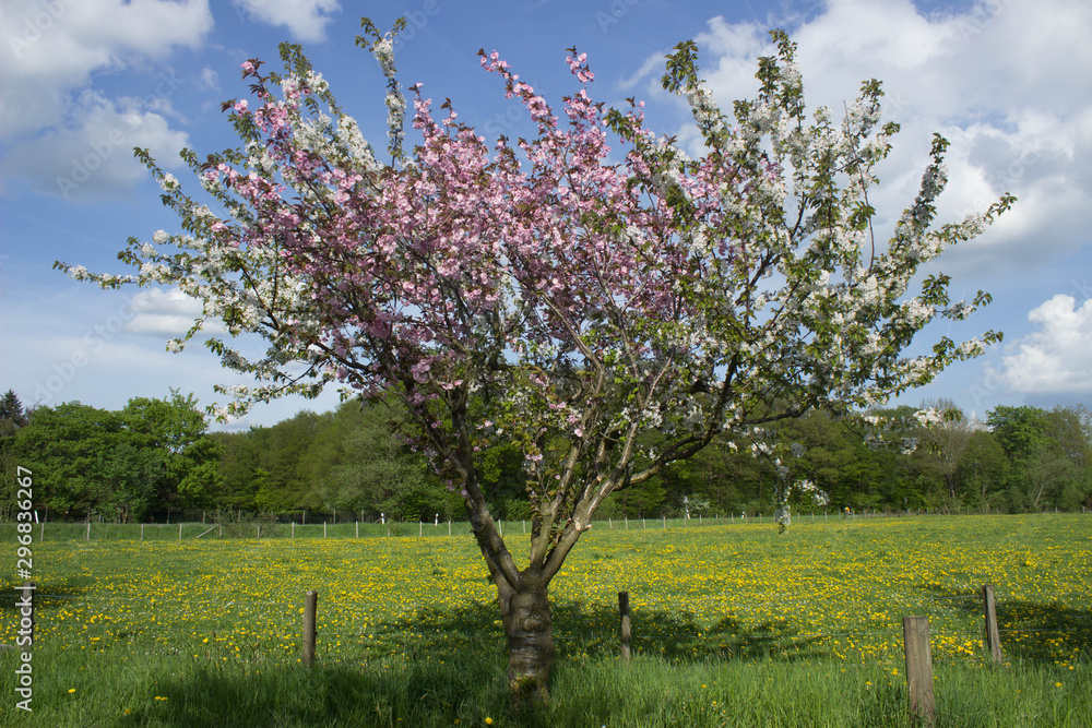 Kirschbaum Kirschbaum