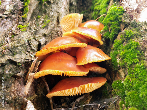 Mushrooms on a tree. The growth of wild mushrooms on a tree.