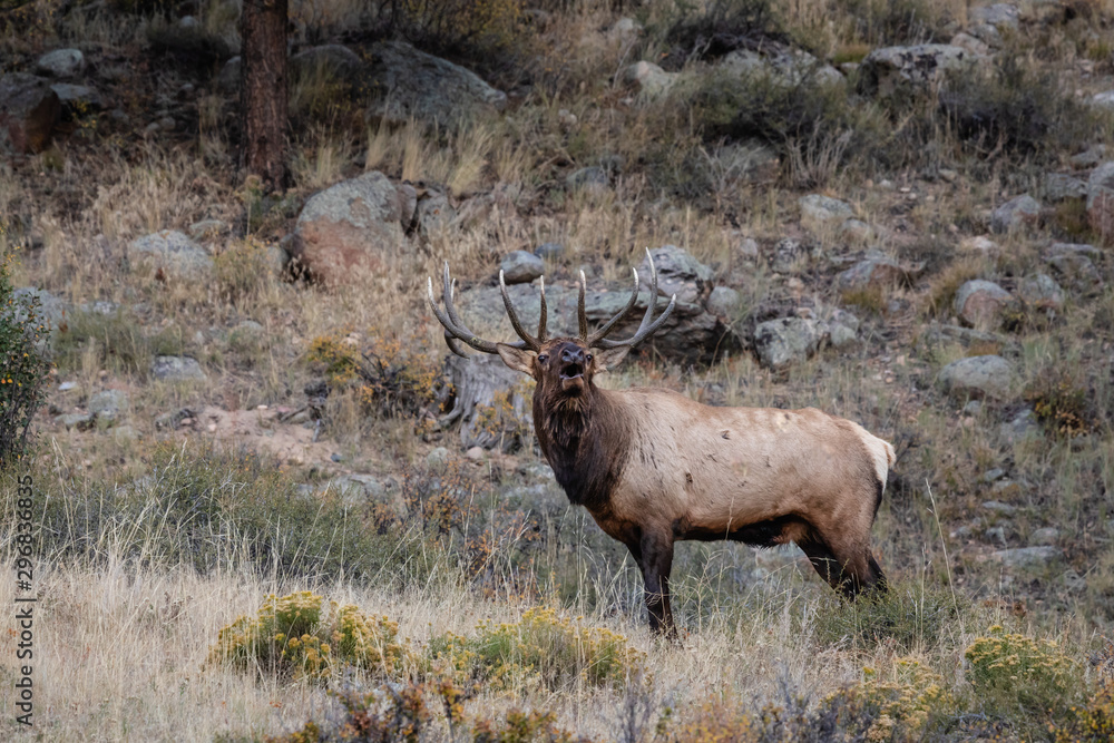 bull elk in Colorado