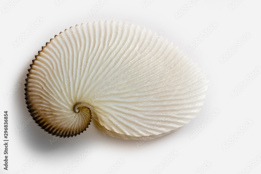 Octopus shell Octopus shell