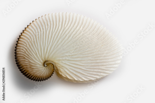 Octopus shell 
