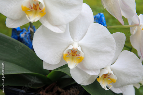 White Orchid